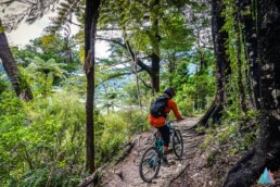 Ben Wurmser rijdt over een trail met veel wortels door een groen bos in Nieuw-Zeeland