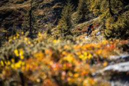 Herfst kleuren op de mountainbike trails in de Alpen